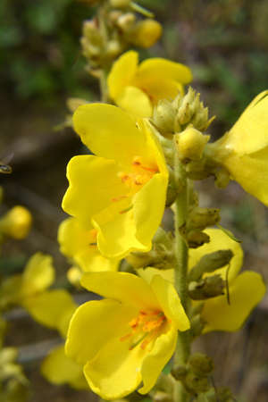 In the summer, mullein (Verbascum) blooms in the wild