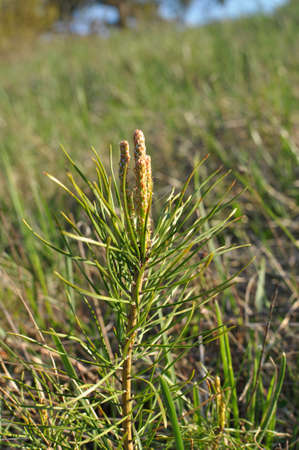 Young self-seeding pine tree growing in the wild