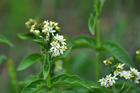 In spring, Vincetoxicum hirundinaria blooms in the wild in the forest