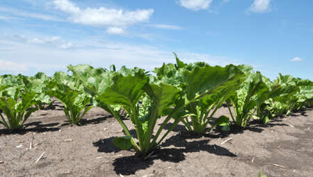 In the spring, sugar beet grows on the farmer's field