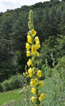 In the summer, mullein (Verbascum) blooms in the wild