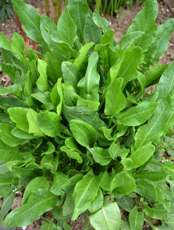 Sorrel grows in open organic soil in the garden