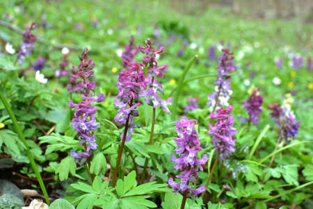 Corydalis blooms in spring in the wild in the forest