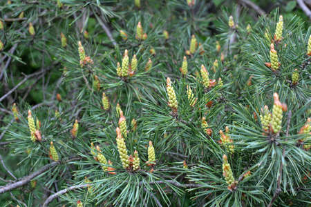 Spring buds on a young pine branch