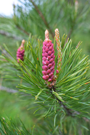 Spring buds on a young pine branchの写真素材