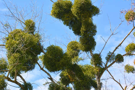 In nature, mistletoe (Viscum album) parasitizes on the tree