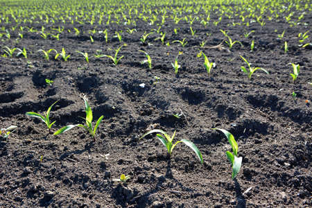 In the farmer's field there are rows of young corn seedlings.
