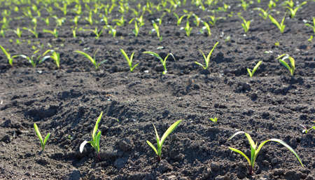 Cracked fertile ground in the field due to heat