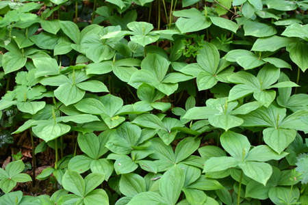 In spring in the forest in the wild paris quadrifolia blooms