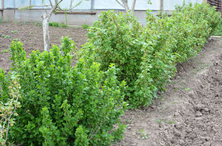 In spring, berry bushes grow in the orchardの写真素材