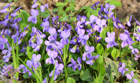 In spring in the wild forest violet (Viola odorata) grows