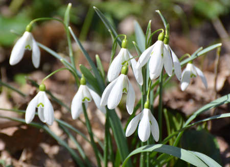 In the forest in the wild in spring snowdrops (Galanthus nivalis) bloom.