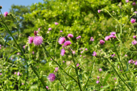 Thistle (Carduus acanthoides) grows in the wild in summerの写真素材