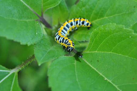In the wild on the plant caterpillars butterfly Cucullia (Cucullia) pustulata