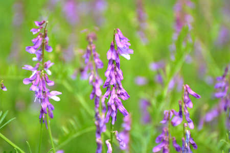 Vicia tenuifolia blooms in the meadow in the wild
