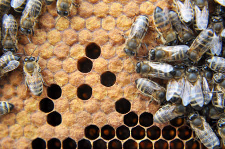 Honey bees on a honeycomb with a closed brood