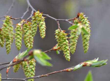 Flowers bloom on a hornbeam branch in the forest