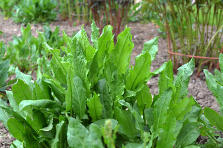 Sorrel grows in open organic soil in the garden