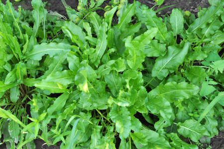 Sorrel grows in open organic soil in the gardenの写真素材