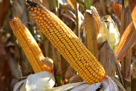 A cob ripened in a field on a corn stalk