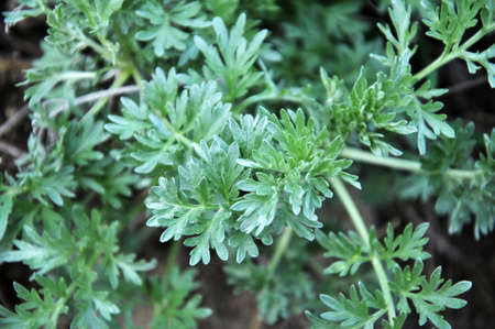 Bitter wormwood (Artemisia absinthium) bush grows in the wildの写真素材