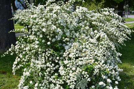 Ornamental spirea bush blooms in the garden.