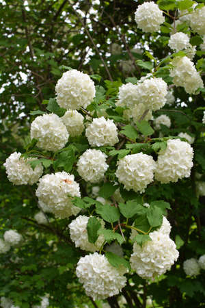 The flowers of the ornamental bush viburnum opulus bloom white in nature
