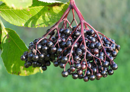Bunch of elderberries with ripe black berries