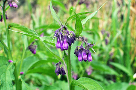 In the meadow, among wild herbs the comfrey (Symphytum officinale) is bloomingの写真素材