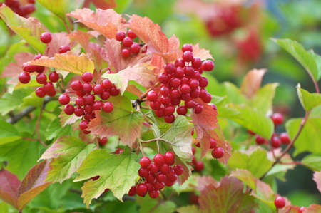 Guelder rose (Viburnum opulus) red berries ripen on the branch of the bush