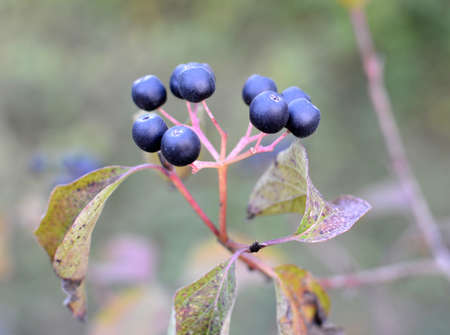 Black berries of cornus sanguinea ripen on a branch of a bush.
