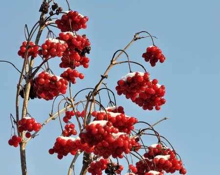 On a branch of a bush a bunch of red berries guelder rose, viburnum opulusの写真素材