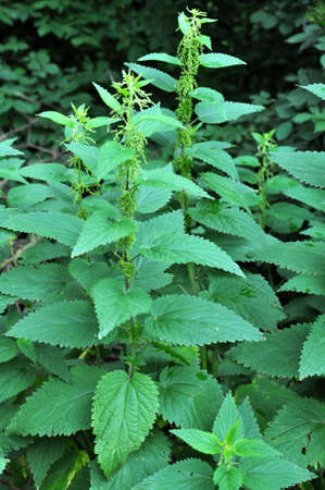 Dioecious nettle (Urtica dioica) grows in natural thickets