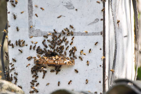 A swarm of bees flies into a specially installed swarm trap, which is located at a height.