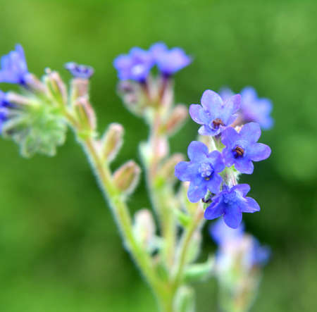 Anchusa blooms in the wild in the meadowの写真素材