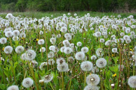 In the spring, a dandelion faded in a meadow among the grassesの写真素材
