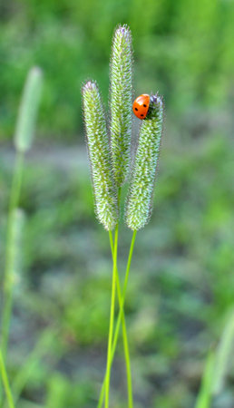 Valuable forage grass timothy (Phleum pratense) grows in the meadowの写真素材