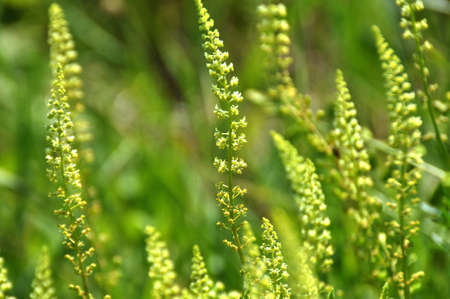Reseda lutea grows like a weed in the field
