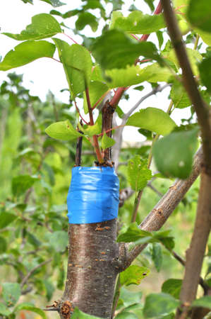 A new variety is grafted on a branch of a fruit tree