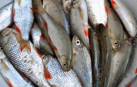 Freshly caught fish roach (Rutilus rutilus) which is the object of amateur and industrial fishingの写真素材