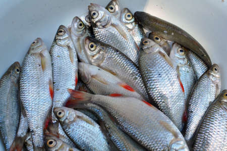 Freshly caught fish roach (Rutilus rutilus) which is the object of amateur and industrial fishing