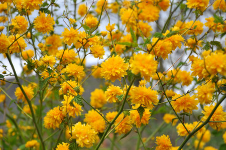 Kerria japonica bush blooms in the garden in spring