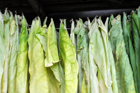 For drying, tobacco leaves are strung on a cordの写真素材