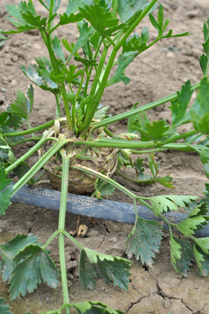 Celery grows in open organic soil in the garden