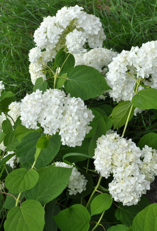 Tree hydrangea is blooming in the garden