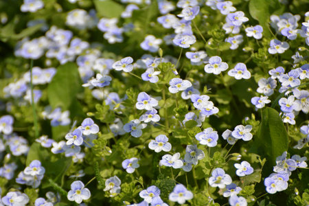 In spring, Veronica filiformis blooms in the wild