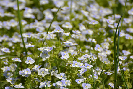 In spring, Veronica filiformis blooms in the wildの写真素材