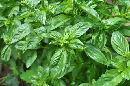 Basil grows in open ground in the gardenの写真素材