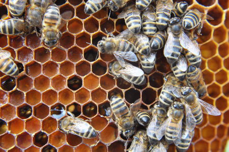 Honey bees work on the honeycomb with pollen