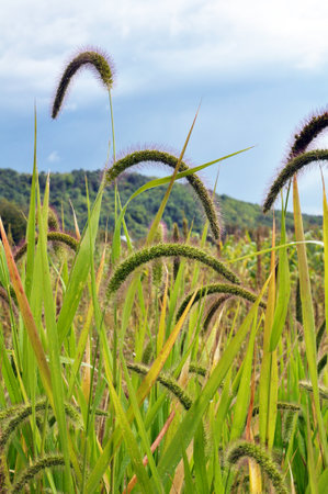 Setaria grows in the field in nature.の写真素材